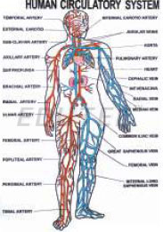 Human Physiology Charts